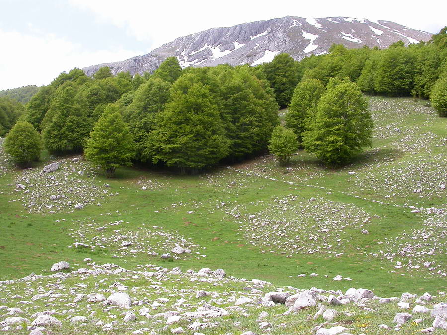 Gastropodi e Ambienti del Parco del Pollino